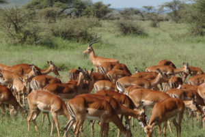 Impala