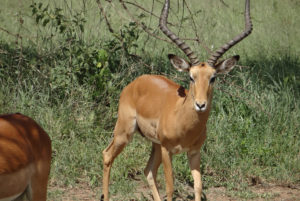 Impala