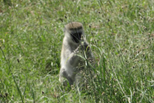 Singes verts (vervets)