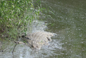 Crocodile du Nil