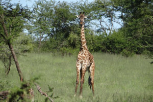 Girafe Masaï