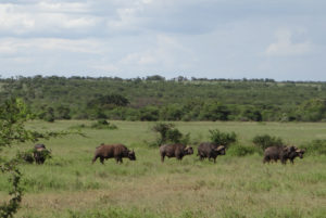 Buffle d’Afrique (du Cap)