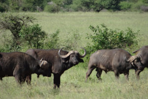 Buffle d’Afrique (du Cap)
