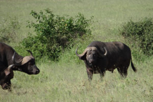 Buffle d’Afrique (du Cap)