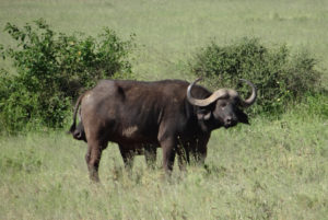 Buffle d’Afrique (du Cap)