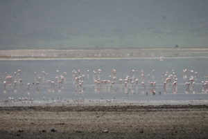 Flamant rose