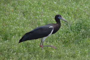 Cigogne d’Abdim