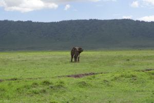 Eléphant d’Afrique