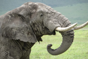 Eléphant d’Afrique