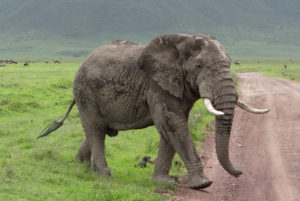 Eléphant d’Afrique