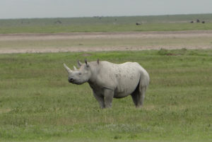 Rhinocéros noir