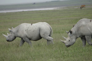 Rhinocéros noir