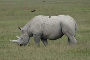 Rhinocéros noir