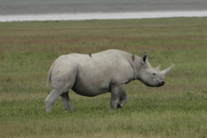Rhinocéros noir