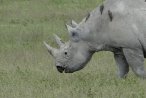 Rhinocéros noir