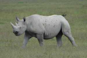 Rhinocéros noir
