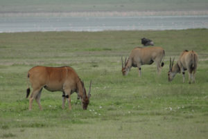 Eland du Cap