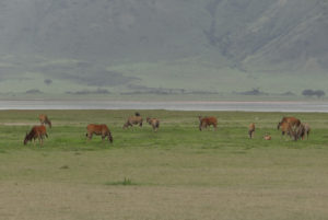 Eland du Cap