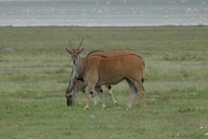 Eland du Cap