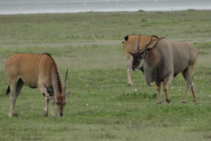 Eland du Cap