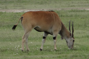Eland du Cap