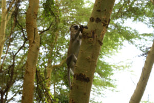 Singes verts (vervets)