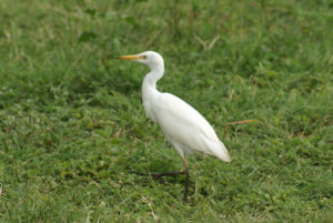 Aigrette intermédiaire (Héron intermédiaire)