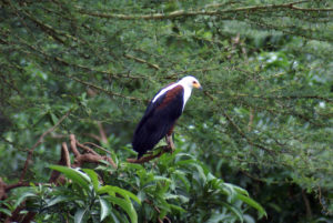 Aigle pêcheur vocifère (Pygargue vocifer)
