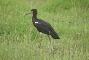 Cigogne d’Abdim