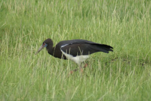 Cigogne d’Abdim