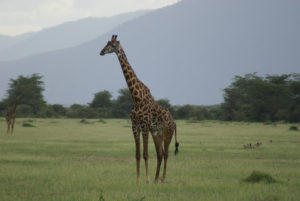 Girafe Masaï