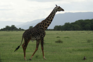 Girafe Masaï