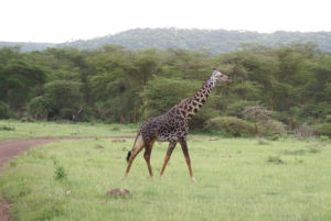 Girafe Masaï
