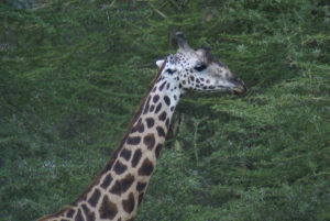 Girafe Masaï