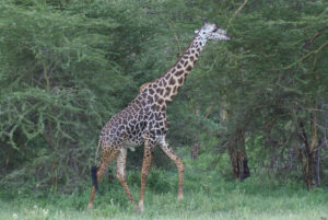 Girafe Masaï