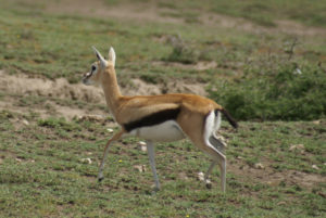 Gazelle de Thomson