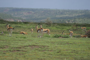 Gazelle de Thomson