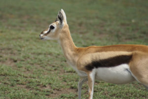 Gazelle de Thomson