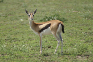 Gazelle de Thomson