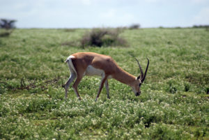 Gazelle de Grant