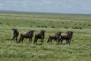Gnou occidental à barbe blanche