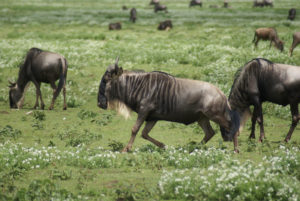 Gnou occidental à barbe blanche