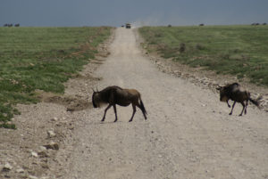 Gnou occidental à barbe blanche