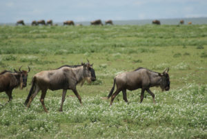 Gnou occidental à barbe blanche
