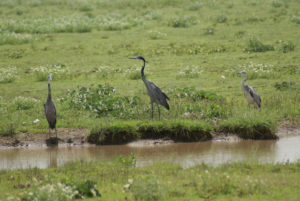 Heron cendré