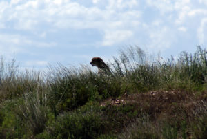 Guépard