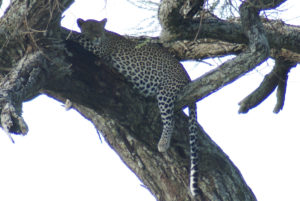 Léopard d’Afrique