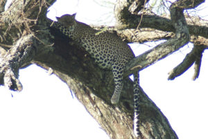 Léopard d’Afrique