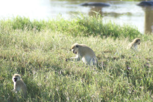 Singes verts (vervets)