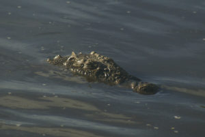 Crocodile du Nil